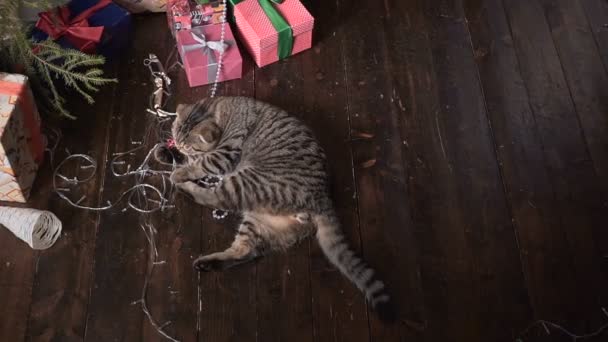 Gato cerca del árbol de Navidad y regalos — Vídeo de stock
