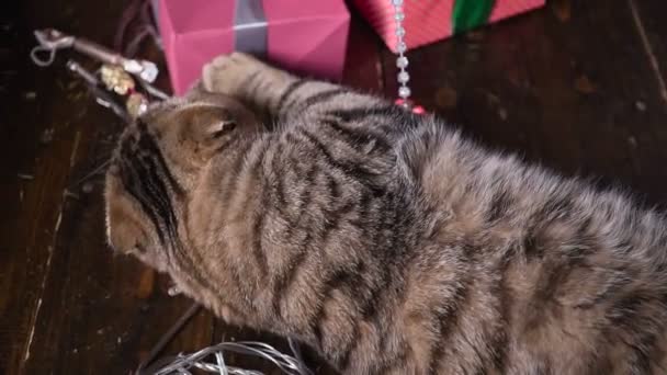 Katt nära julgran och gåvor — Stockvideo