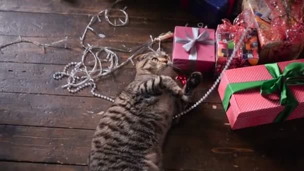 Katze am Weihnachtsbaum und Geschenke — Stockvideo