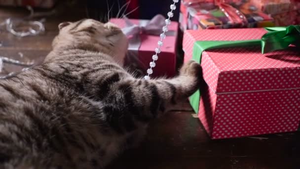 Gato perto da árvore de Natal e presentes — Vídeo de Stock