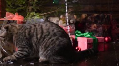 Kedi Noel ağacı ve hediyeler