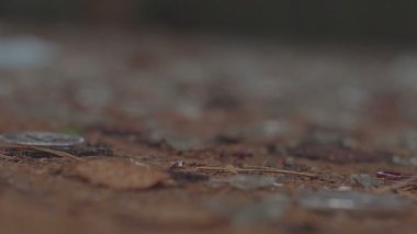 Gümüş bitcoin rulo ve bulanık bir arka plan üzerinde döndürme