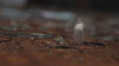 Gümüş bitcoin rulo ve bulanık bir arka plan üzerinde döndürme