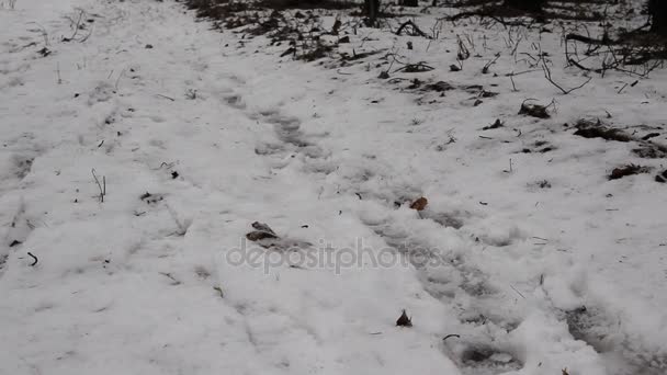 一个人在雪地上漫步在森林的轨道上 — 图库视频影像