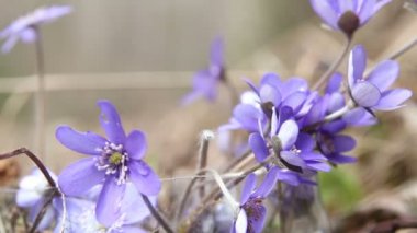 adam ormandan gelen bahar çiçekleri dışarı kazma