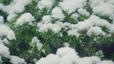 Noel ağacı dalları ile kar makro yakın çekim