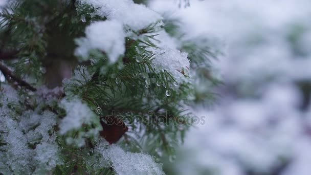 Gros plan sur les branches d'arbre de Noël avec macro neige — Video