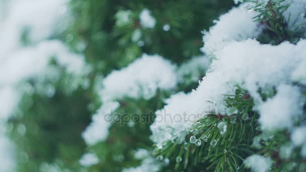 Primer plano de ramas de árbol de Navidad con macro nieve — Vídeo de stock