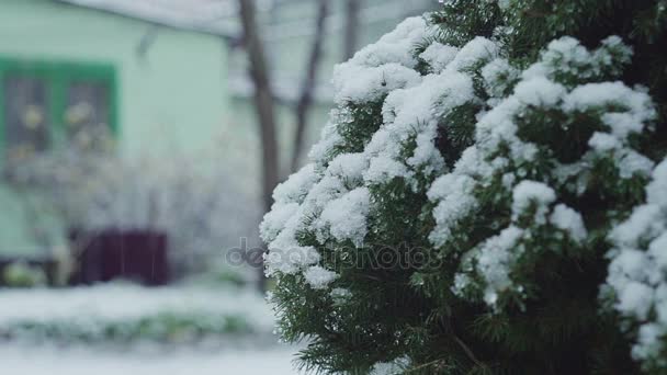 Primo piano dei rami di albero di Natale con macro neve — Video Stock