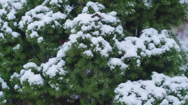 Primo piano dei rami di albero di Natale con macro neve — Video Stock