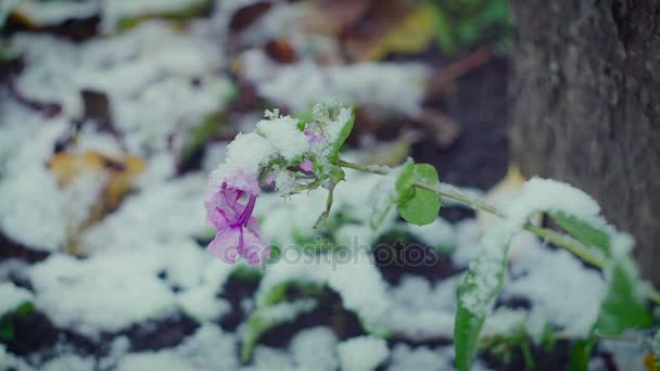 Φρέσκα λουλούδια σε ένα ισχυρό άνεμο και χιονίζει κινηματογράφηση σε πρώτο πλάνο — Αρχείο Βίντεο
