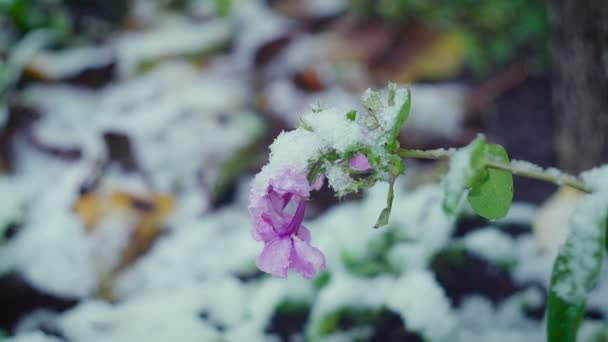 Свежие цветы при сильном ветре и снегопаде крупным планом — стоковое видео