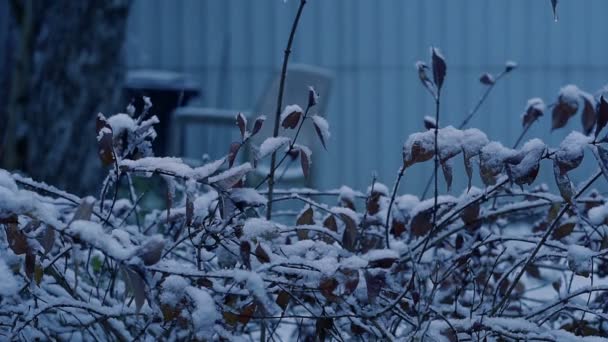 Début d'hiver. Des buissons sous la neige. chutes de neige en soirée — Video