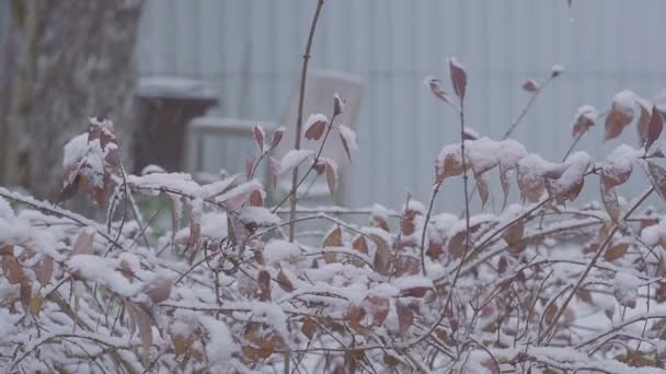 Inverno cedo. Arbustos sob o fecho de neve. queda de neve — Vídeo de Stock