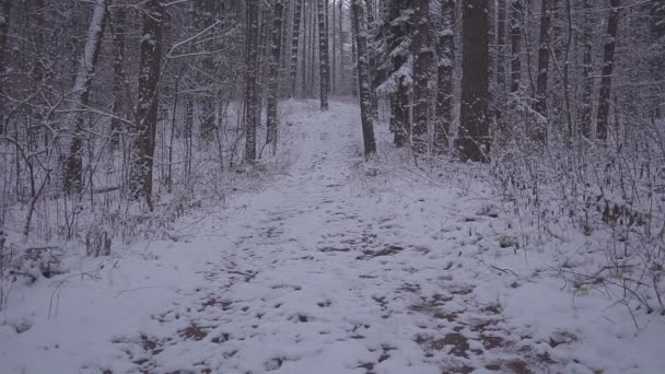 Man Walking Snow zimní lesní cestovatel s batoh večer nebo ráno, za soumraku. — Stock video