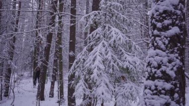 Adam yürüyen kar kış orman Gezgin ile sırt çantası akşam ya da sabah alacakaranlıkta.