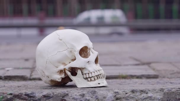 A koponya az út mellett. Figyelmet a veszély az utakon balesetek gyilkosság — Stock videók