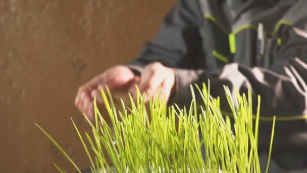 De handen zijn het gras binnenshuis drenken — Stockvideo