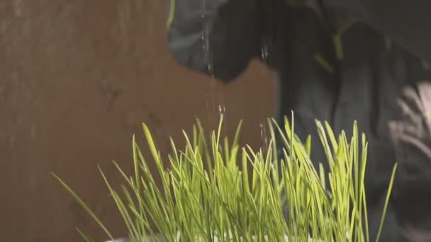 Ręce są podlewanie trawy w pomieszczeniu — Wideo stockowe