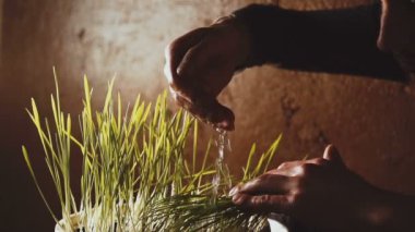 Ellerini çim kapalı sulama