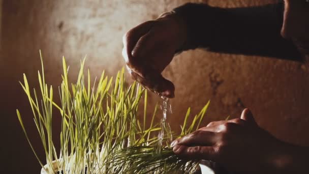 Le mani stanno innaffiando l'erba al chiuso — Video Stock