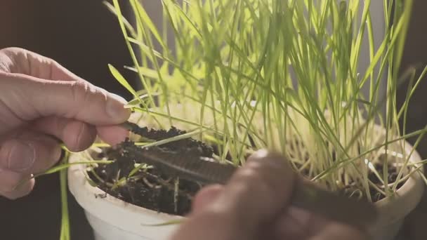 Професійний ботанік, який займається відбором і дослідженням молодих рослин. фермерські рослини в окремих чашках — стокове відео
