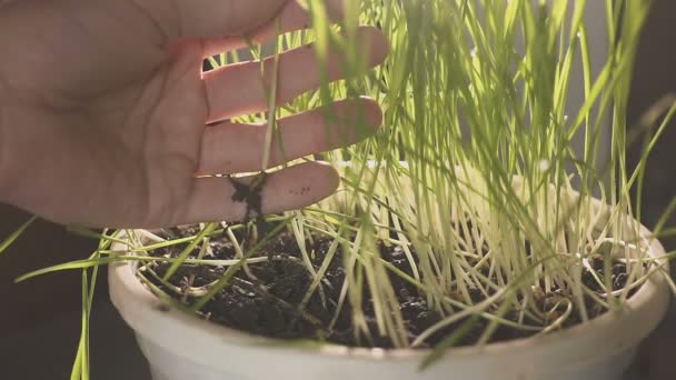 Botânico profissional envolvido na seleção e pesquisa de plantas jovens. plantas de agricultores em copos separados — Vídeo de Stock