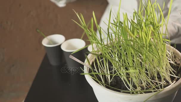 Botánico profesional dedicado a la selección e investigación de plantas jóvenes. plantas agricultoras en copas separadas — Vídeos de Stock