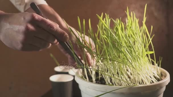 Professionele botanicus bezig met selectie en onderzoek van jonge planten. boer planten in aparte kopjes — Stockvideo