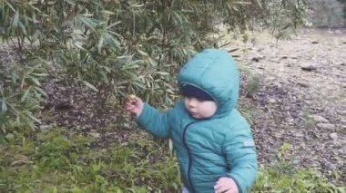 Bir yıl yaşlı erkek çocuk zeytin ağacı gelen akıntılar ve onları yiyor. ağır çekim