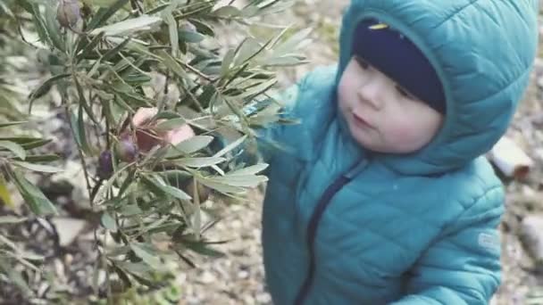 Un niño de un año arranca aceitunas de un árbol y se las come. cámara lenta — Vídeo de stock