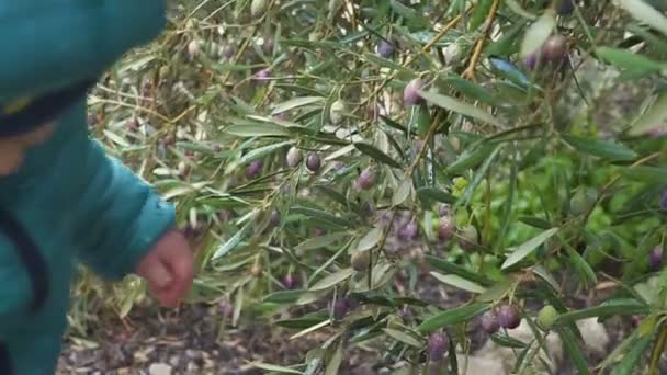 Ein einjähriger Junge reißt Oliven von einem Baum und isst sie. Zeitlupe — Stockvideo
