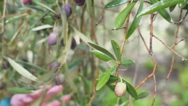 Bir yıl yaşlı erkek çocuk zeytin ağacı gelen akıntılar ve onları yiyor. ağır çekim — Stok video