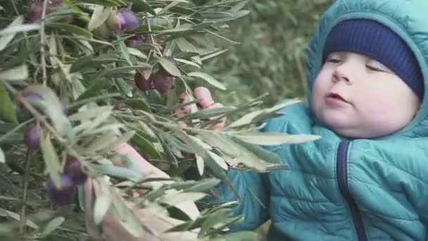 Un bambino di un anno strappa le olive da un albero e le mangia. rallentatore — Video Stock