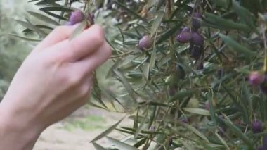 Bir adamın elini meyve bağlı bazı zeytin dokunaklı bir ağaç