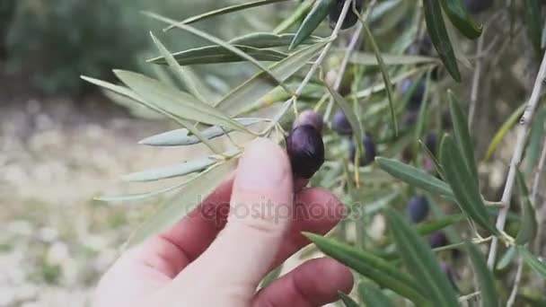 Hand eines Mannes berührt eine Olivenfrucht, die an einem Baum befestigt ist — Stockvideo