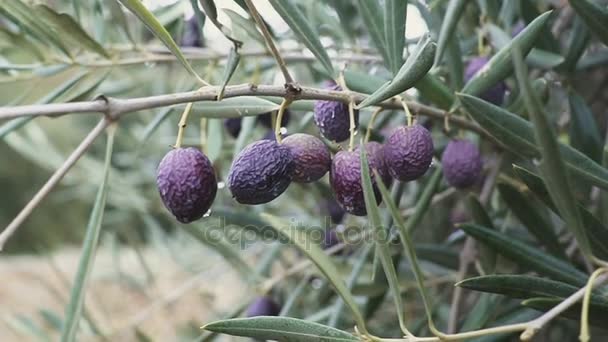 Крупный план спелых маслин на дереве с листьями в Испании — стоковое видео
