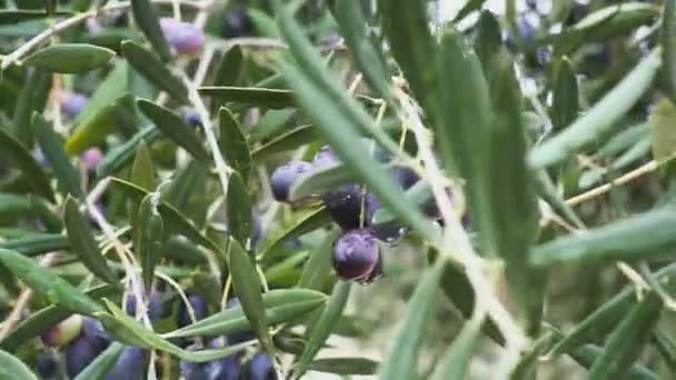 Primer plano de las aceitunas maduras en el árbol con hojas en España — Vídeos de Stock