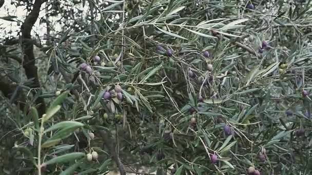 Närbild av mogna oliver på trädet med blad på Spanien — Stockvideo