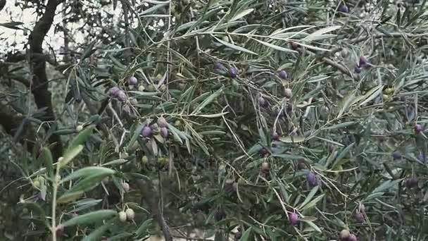 Primer plano de las aceitunas maduras en el árbol con hojas en España — Vídeo de stock