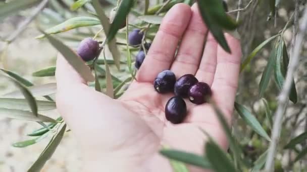 Человек прикасается к оливковому фрукту, прикрепленному к дереву — стоковое видео