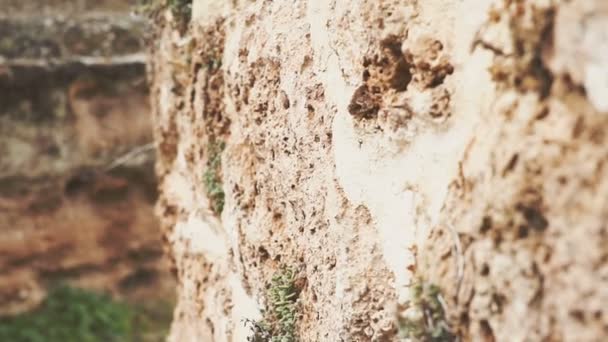 Panoramic camera. Texture of an old wall with plants and flowers. The concept of life. — Stock Video