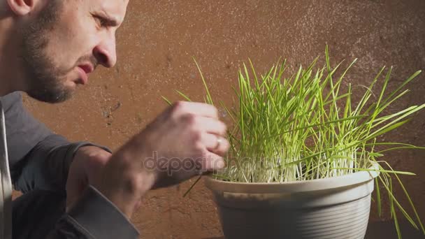 Un hombre divertido comiendo hierba cruda. Broma conceptual sobre la dieta cruda — Vídeos de Stock