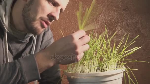 Lustiger Mann, der rohes Gras isst. Konzeptioneller Witz über rohe Ernährung — Stockvideo