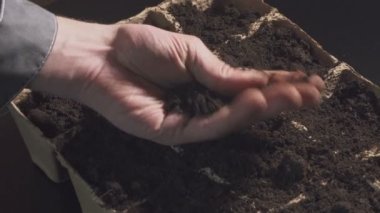 Çiftçiler el toprak fidan için denetler. Profesyonel fidan içinde büyüyen.