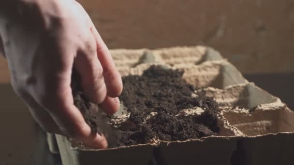 Manlig hand händer rätta soi efter sowingl. Professionell odling av plantor inne. — Stockvideo