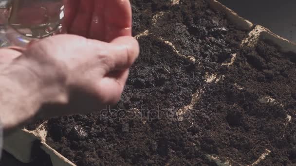 Мужчины руки поливают семена ручной плантации. Профессиональное выращивание саженцев внутри . — стоковое видео