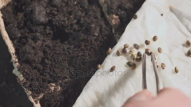 Una mano de hombre pone semillas en el suelo. Crecimiento profesional de plántulas en el interior . — Vídeo de stock