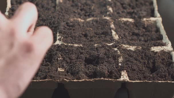 A mans hand puts seeds in the soil. Professional growing of seedlings inside. — Stock Video