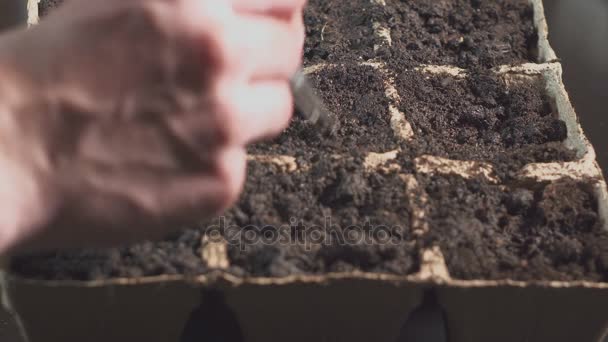 Mano masculina sosteniendo semilla de plantación de mano. Crecimiento profesional de plántulas en el interior . — Vídeos de Stock